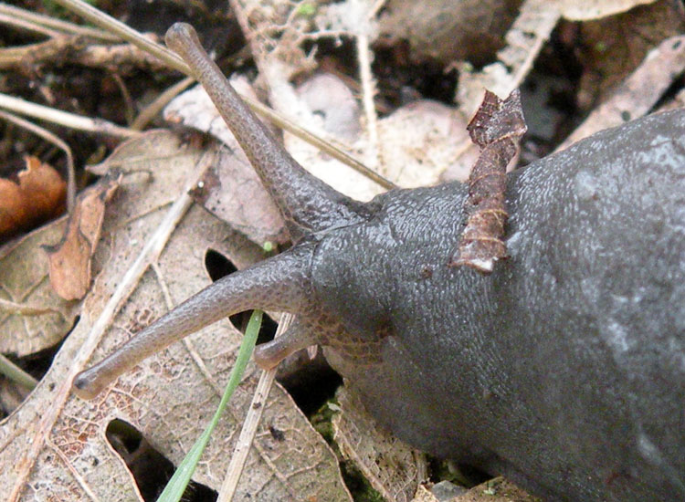 Limax aldrovandi Moquin-Tandon 1855 dall''Appennino Reggiano